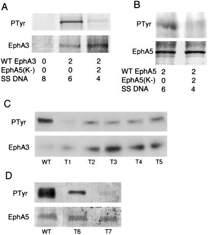 Fig 5.