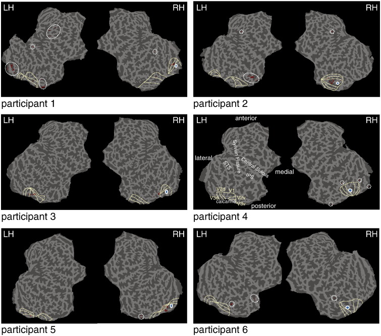 Supplementary Fig. 1