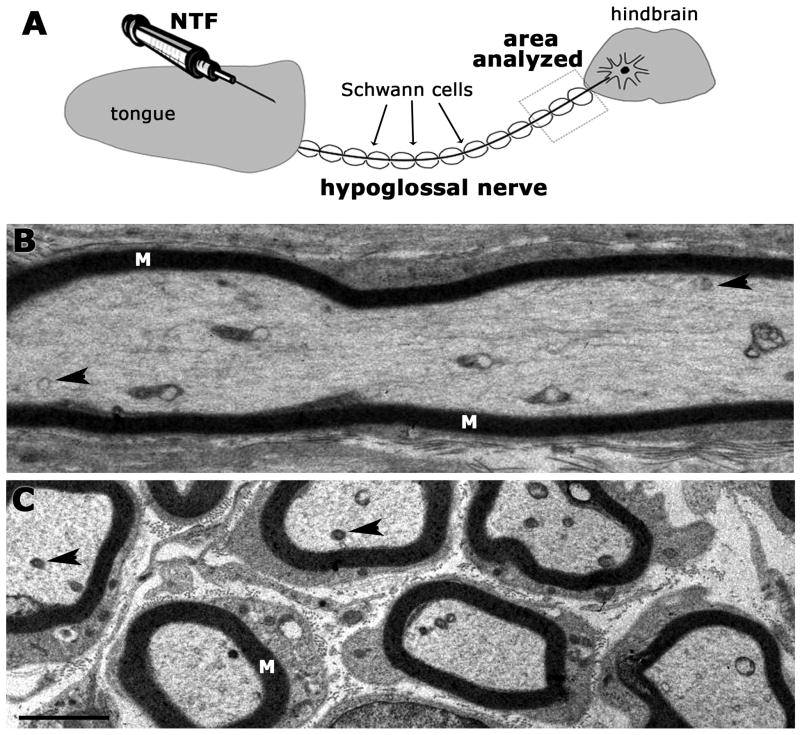 Fig. 1A-C