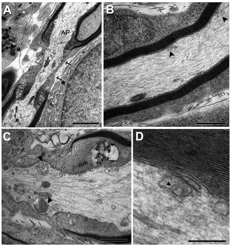 Fig. 4A-D