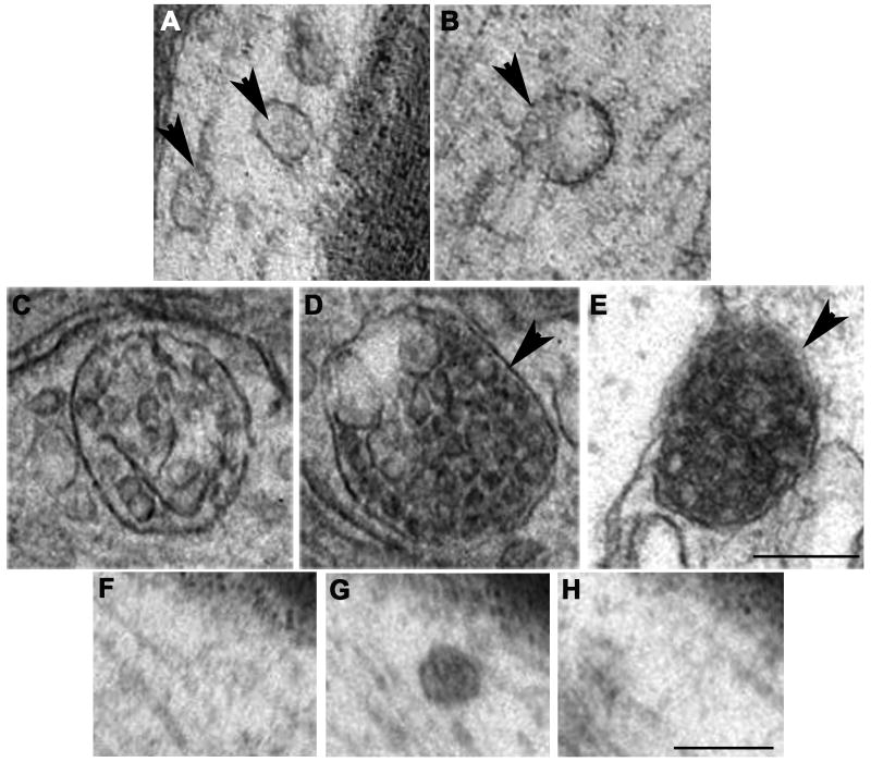 Fig. 2A-H