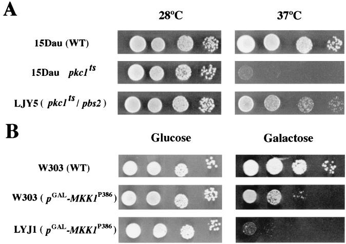 FIG. 6