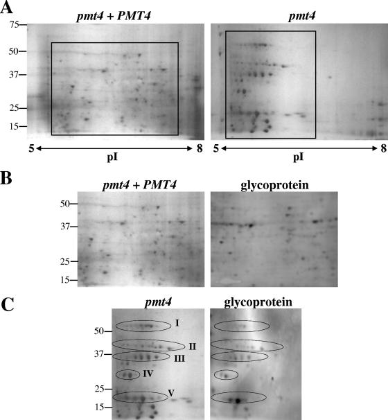 FIG. 8.