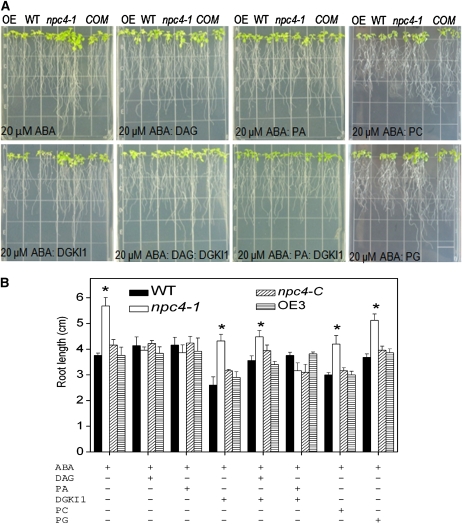 Figure 11.