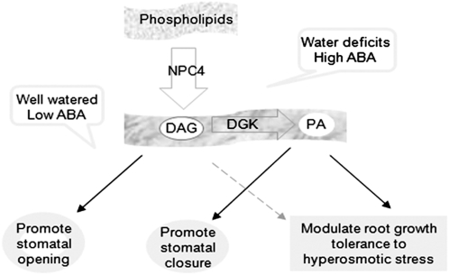 Figure 13.