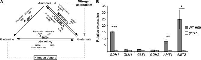 Figure 5.—