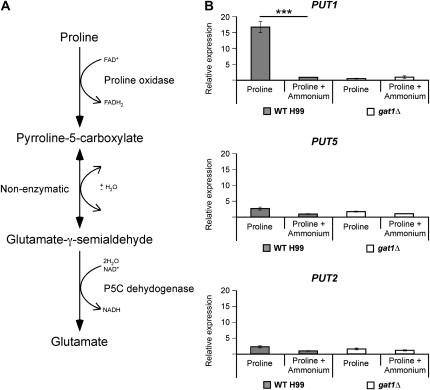 Figure 4.—