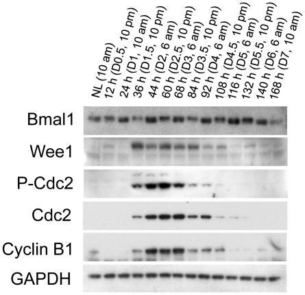 Figure 5