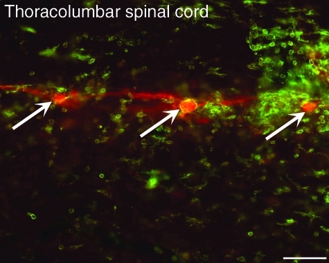 FIG. 6.