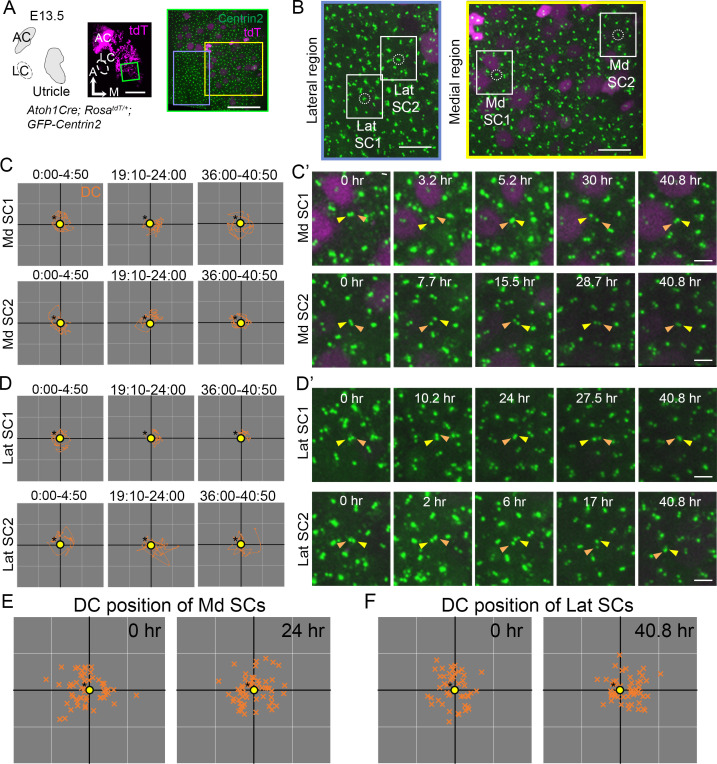 Figure 2—figure supplement 4.