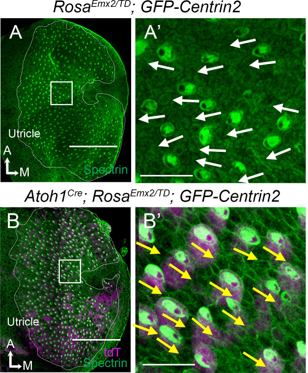 Figure 3—figure supplement 1.