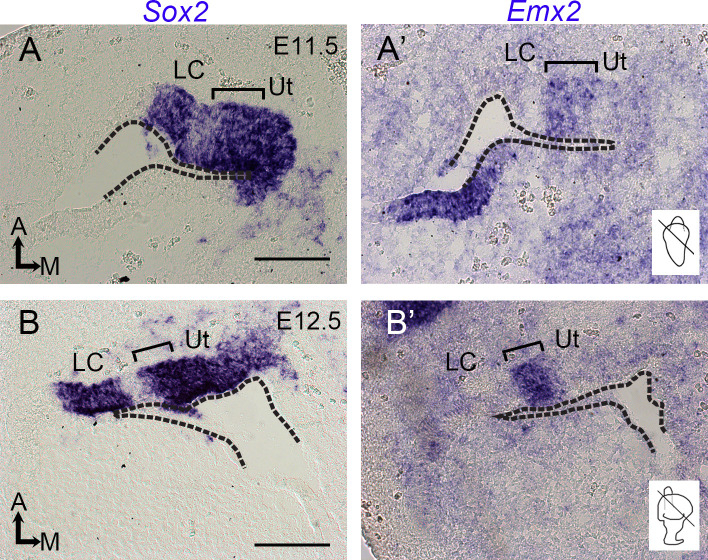 Figure 2—figure supplement 5.