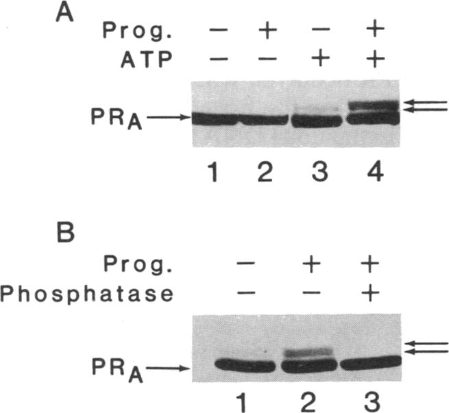 graphic file with name pnas01081-0166-b.jpg