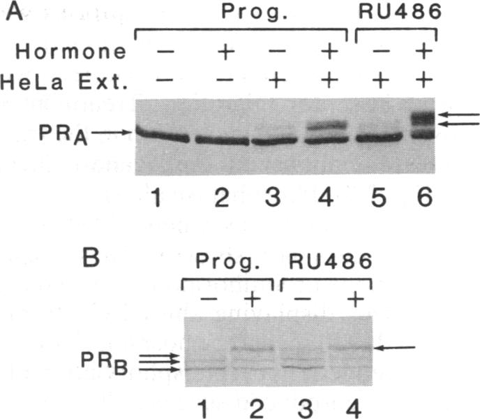 graphic file with name pnas01081-0166-a.jpg