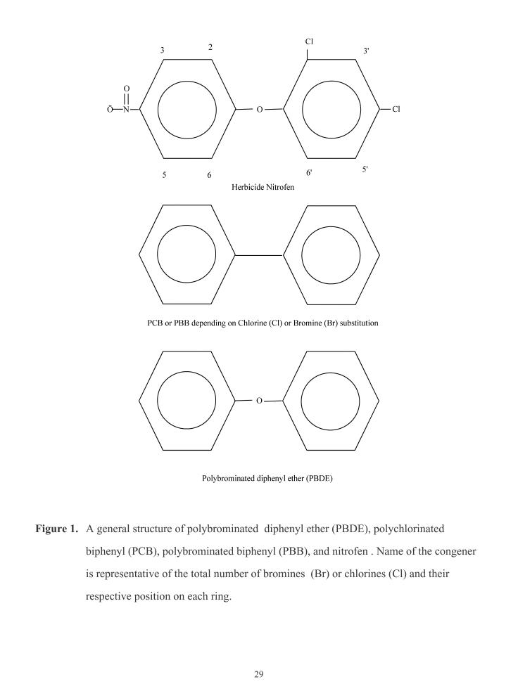 Polybrominated Diphenyl Ethers (PBDEs): New Pollutants-Old Diseases - PMC