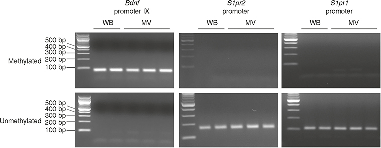 Fig. 8 |