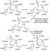Scheme 4