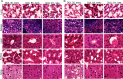 Fig 9