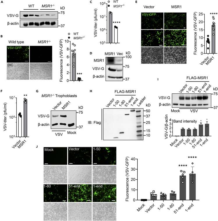 Figure 5