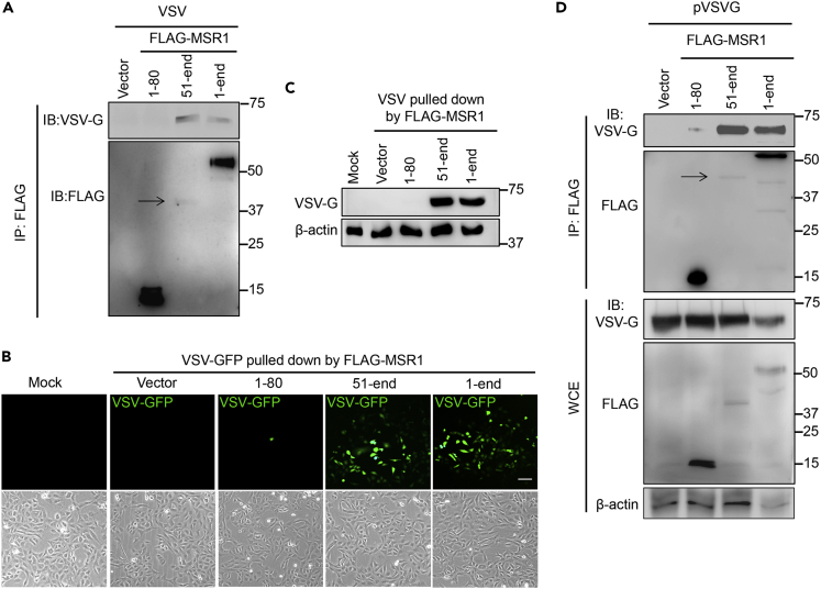 Figure 6