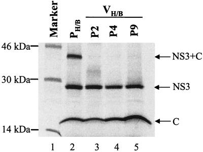 FIG. 6