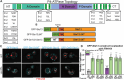 FIGURE 6: