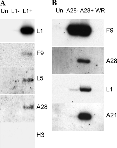 FIG. 8.