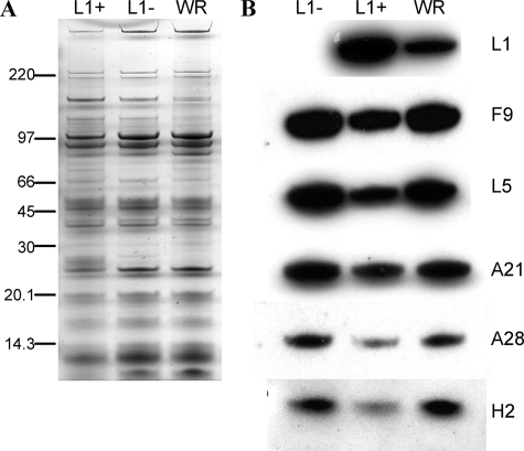 FIG. 5.