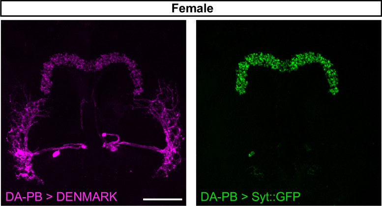 Figure 5—figure supplement 1.