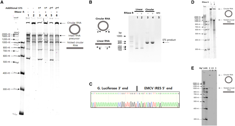 Figure 2