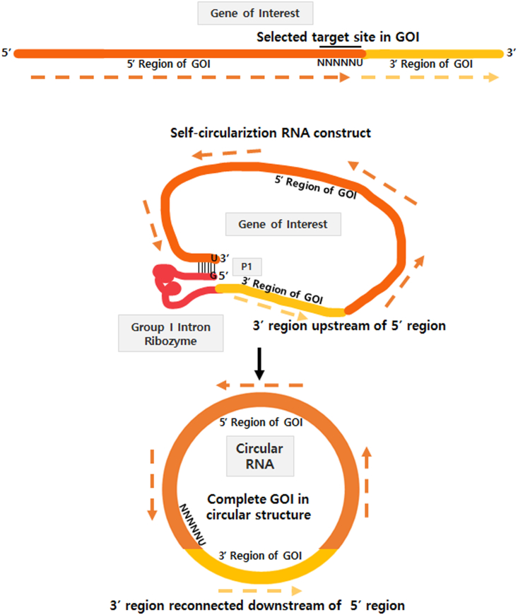 Figure 7