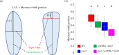 The MWP index to quantify the effects of giant cells on sepal shape. (a) Two shapes of the same aspect ratio can be vastly different