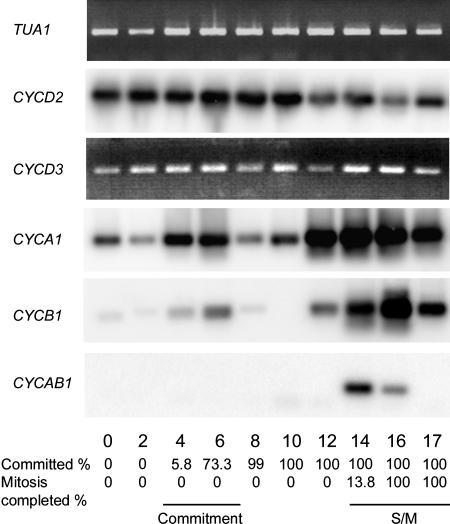 Figure 7.