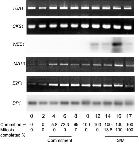 Figure 13.