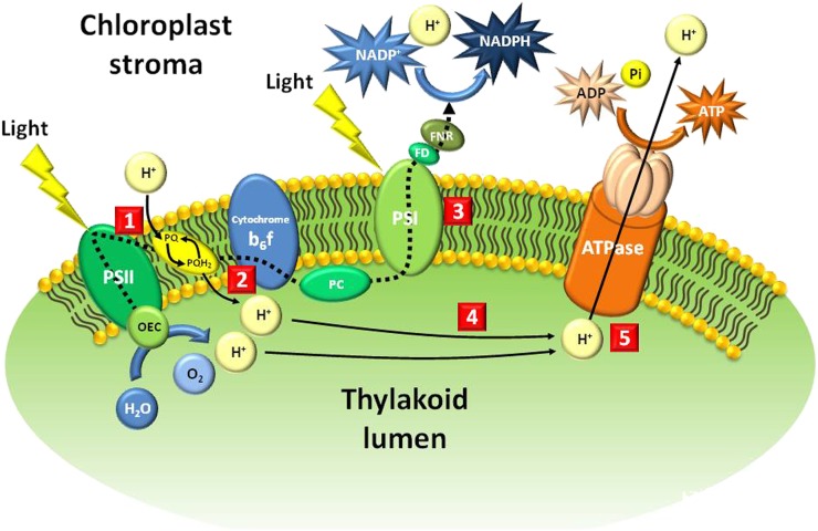 Figure 2.