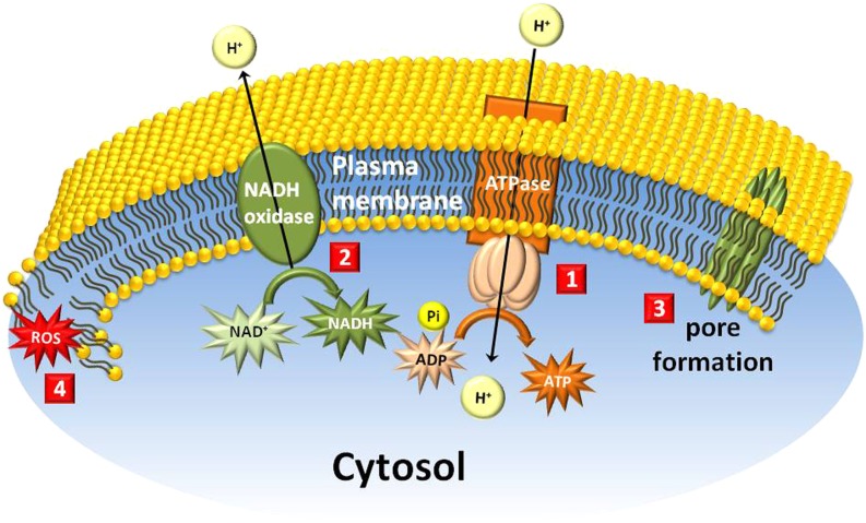 Figure 5.