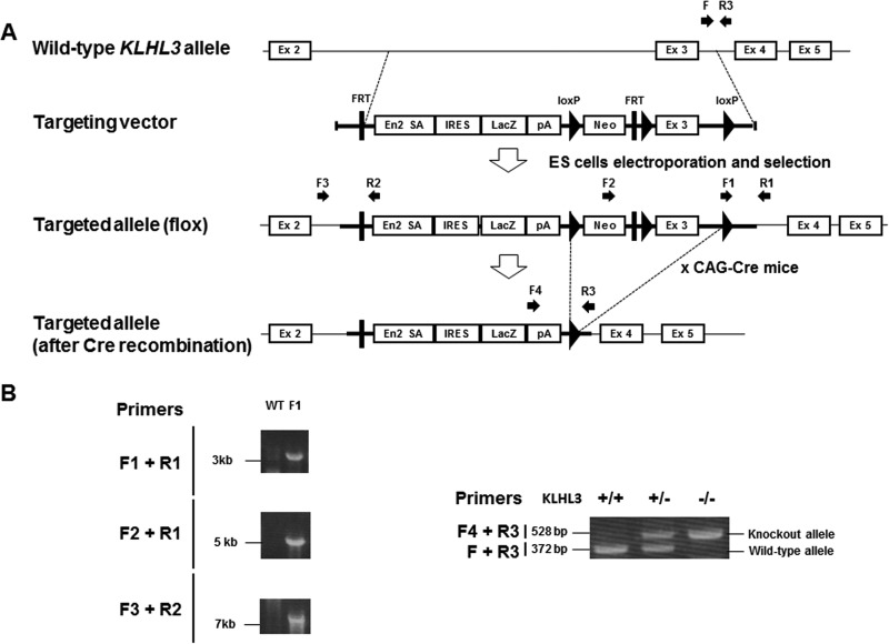 FIG 1