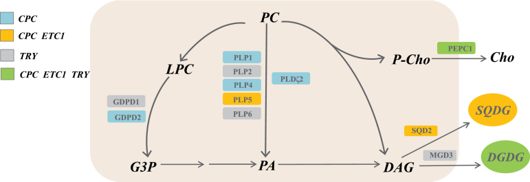 Fig. 6.