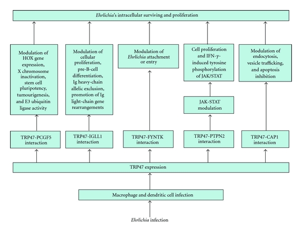 Figure 13