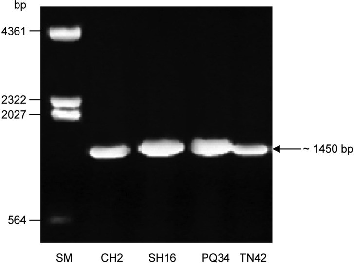 Fig. 4