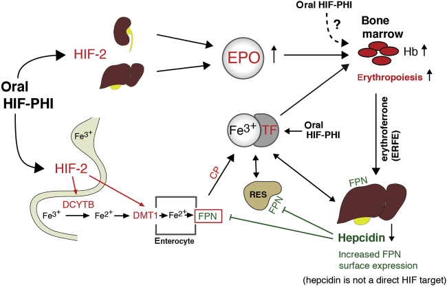 Figure 2