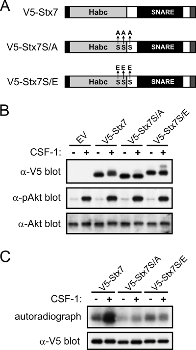 FIG. 8.