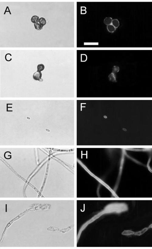 FIG. 5.