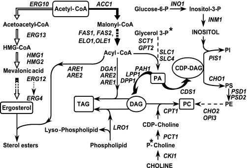 FIGURE 1.