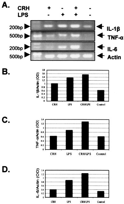 FIG. 2.