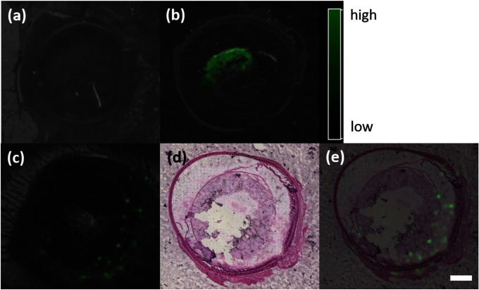 Fig. 4. The ion images of ASO-2 in rat eye sections.