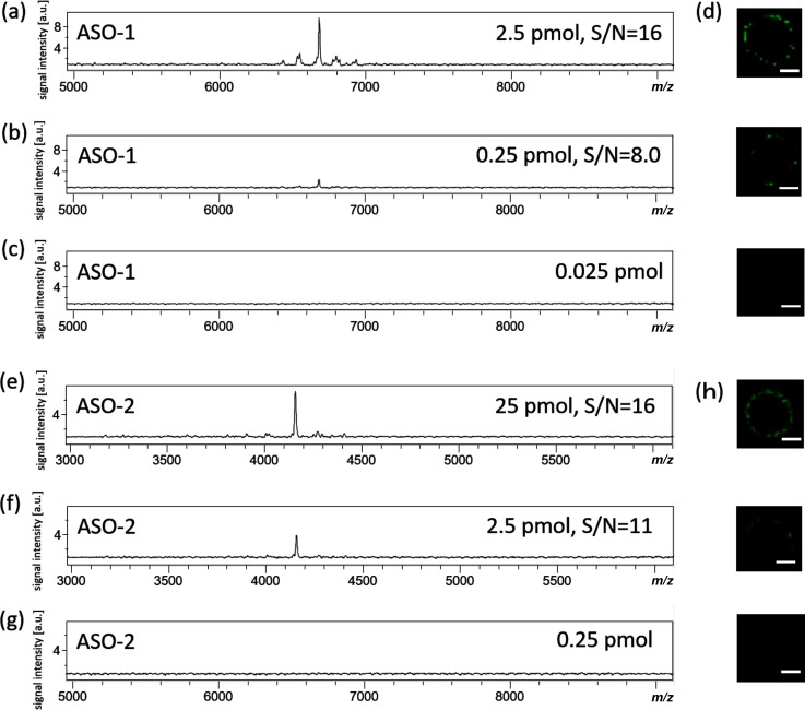 Fig. 1. Limit-of-detection (LOD) determination for antisense oligonucleotide (ASO-1).