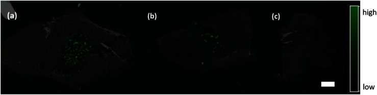 Fig. 3. The ion images of ASO-1 in mouse muscle sections.