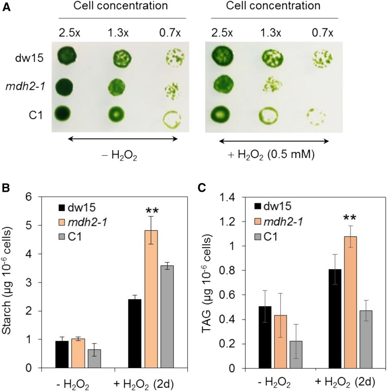 Figure 15.