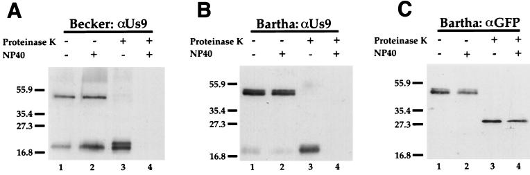 FIG. 8